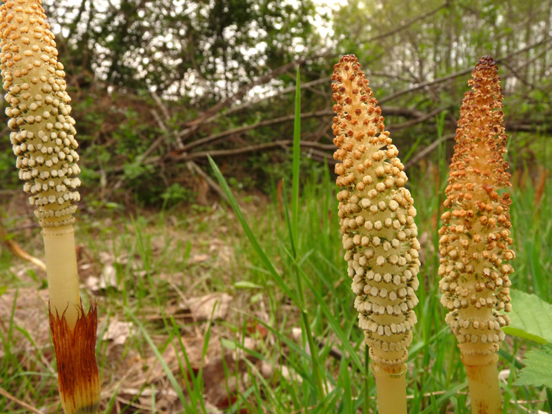 Equisetum telmateia